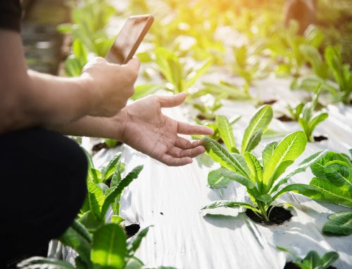 Inovação em Cooperativas Agroindustriais: como integrar kaizen e cultura de inovação